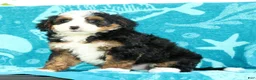 Mini Bernedoodle dogs for sale: Frisco - Ad 8