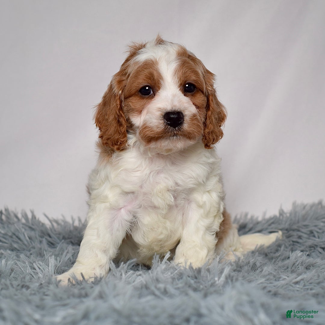 Cavapoo dogs for sale: Mr. Luigi - Ad 2