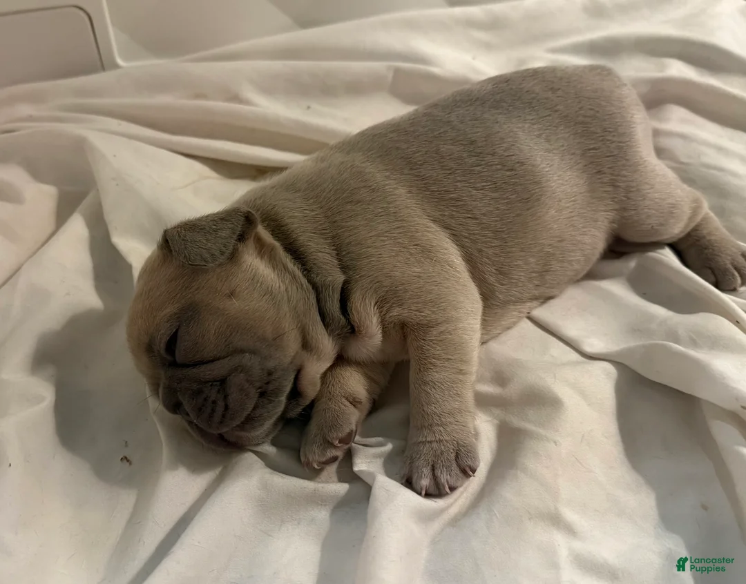 French Bulldog dogs for sale: French Bulldog 1 - Ad 2