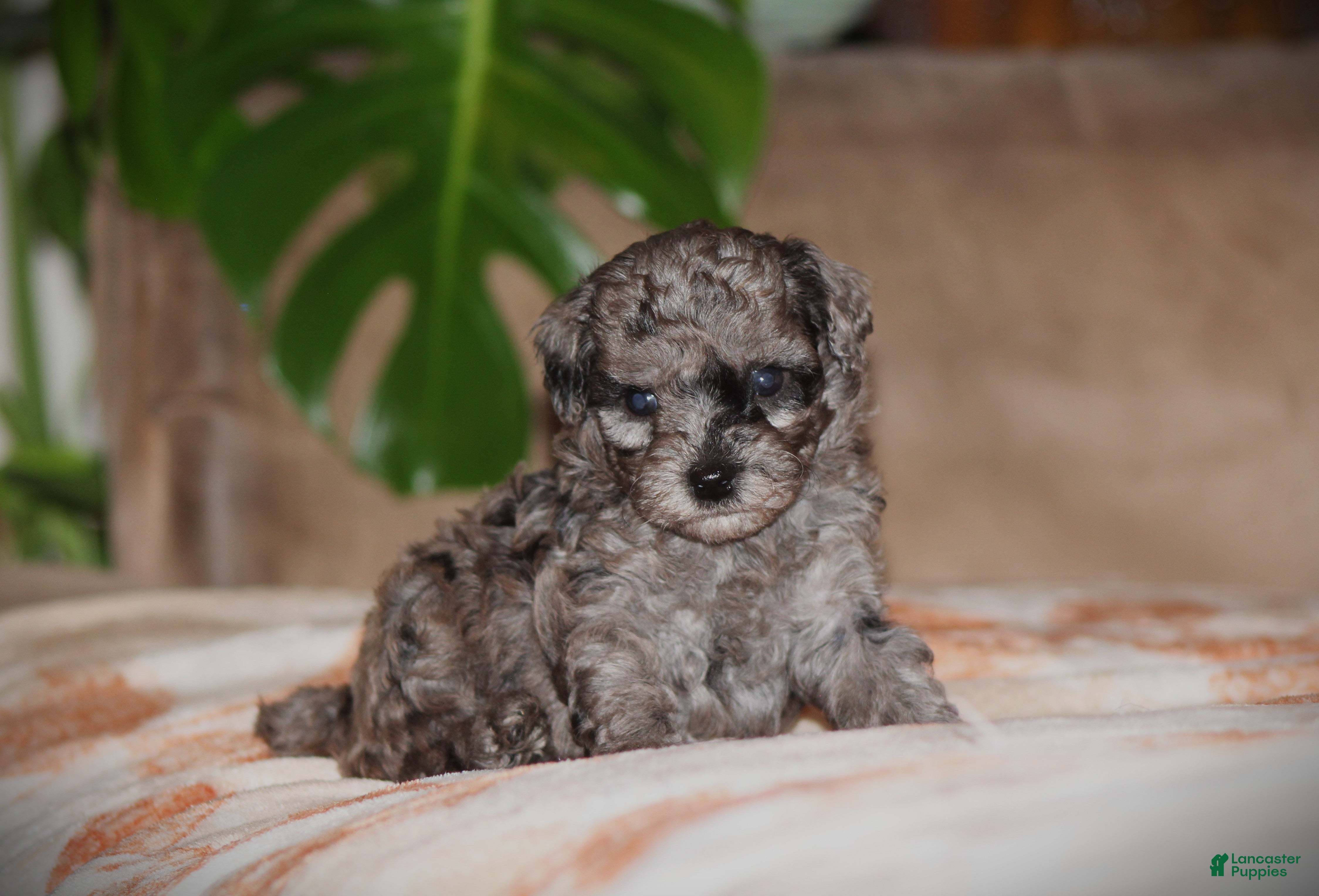 Toy Poodle dogs Dakota - Ad 1