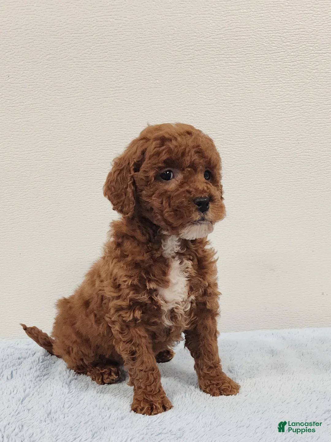 Mini Goldendoodle dogs for sale: Rocky - Ad 10