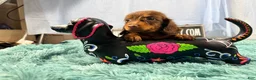 Miniature Dachshund dogs for sale: Champion bred long coat girl - Ad 3