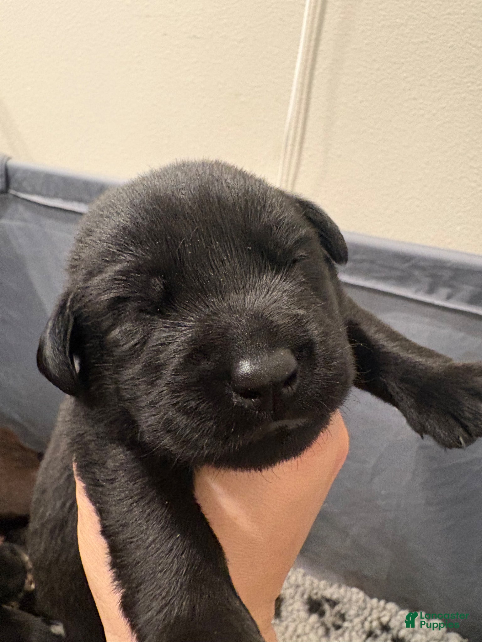 Labrador Retriever dogs Labrador Retriever Puppy 5 - Ad 1