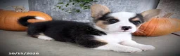 Welsh Corgi Pembroke dogs for sale: Fairy - Ad 4