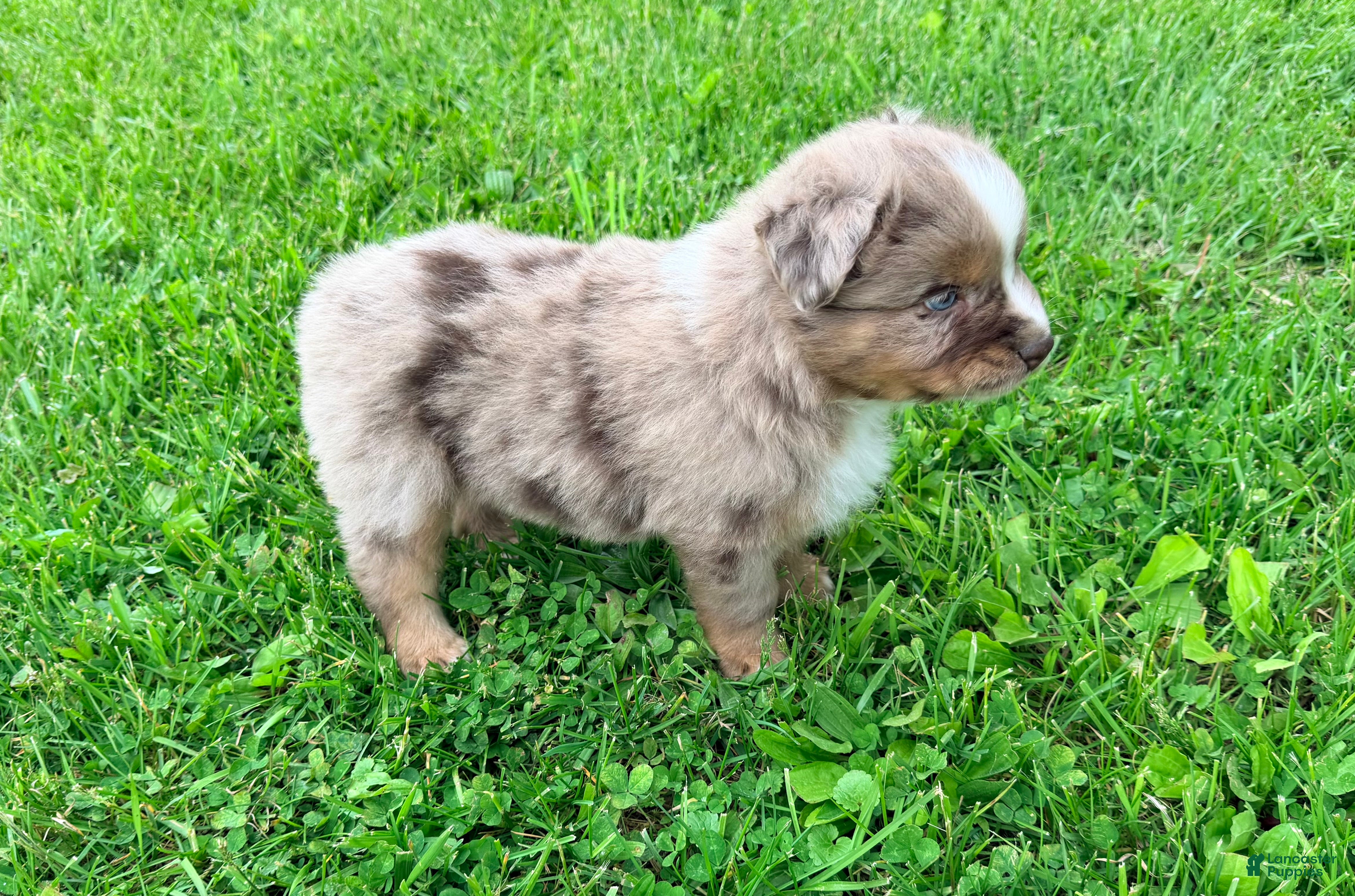 Australian Shepherd dogs Milo - Ad 2
