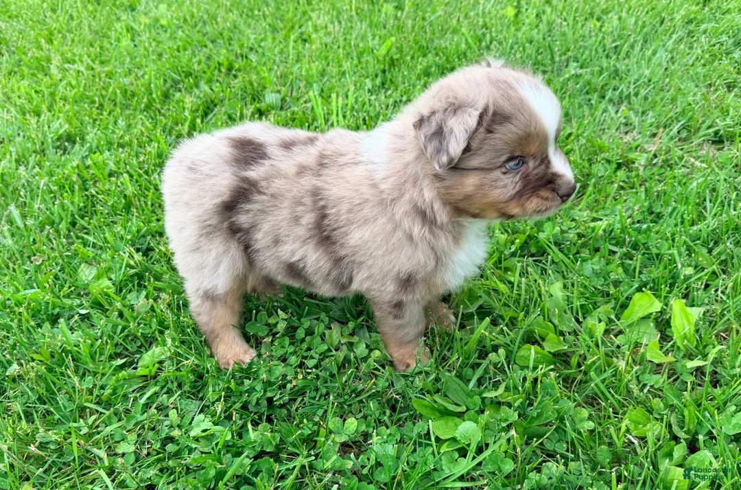 Australian Shepherd dogs for sale: Milo - Ad 2