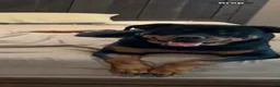 Rottweiler dogs for sale: Rottweiler 5 - Ad 2
