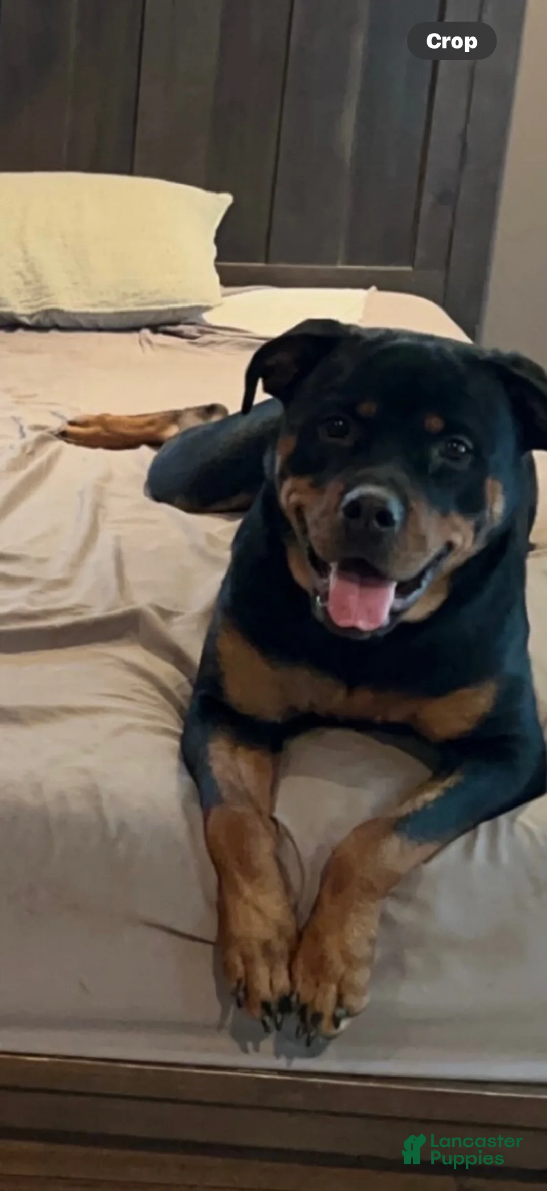 Rottweiler dogs for sale: Rottweiler 5 - Ad 2