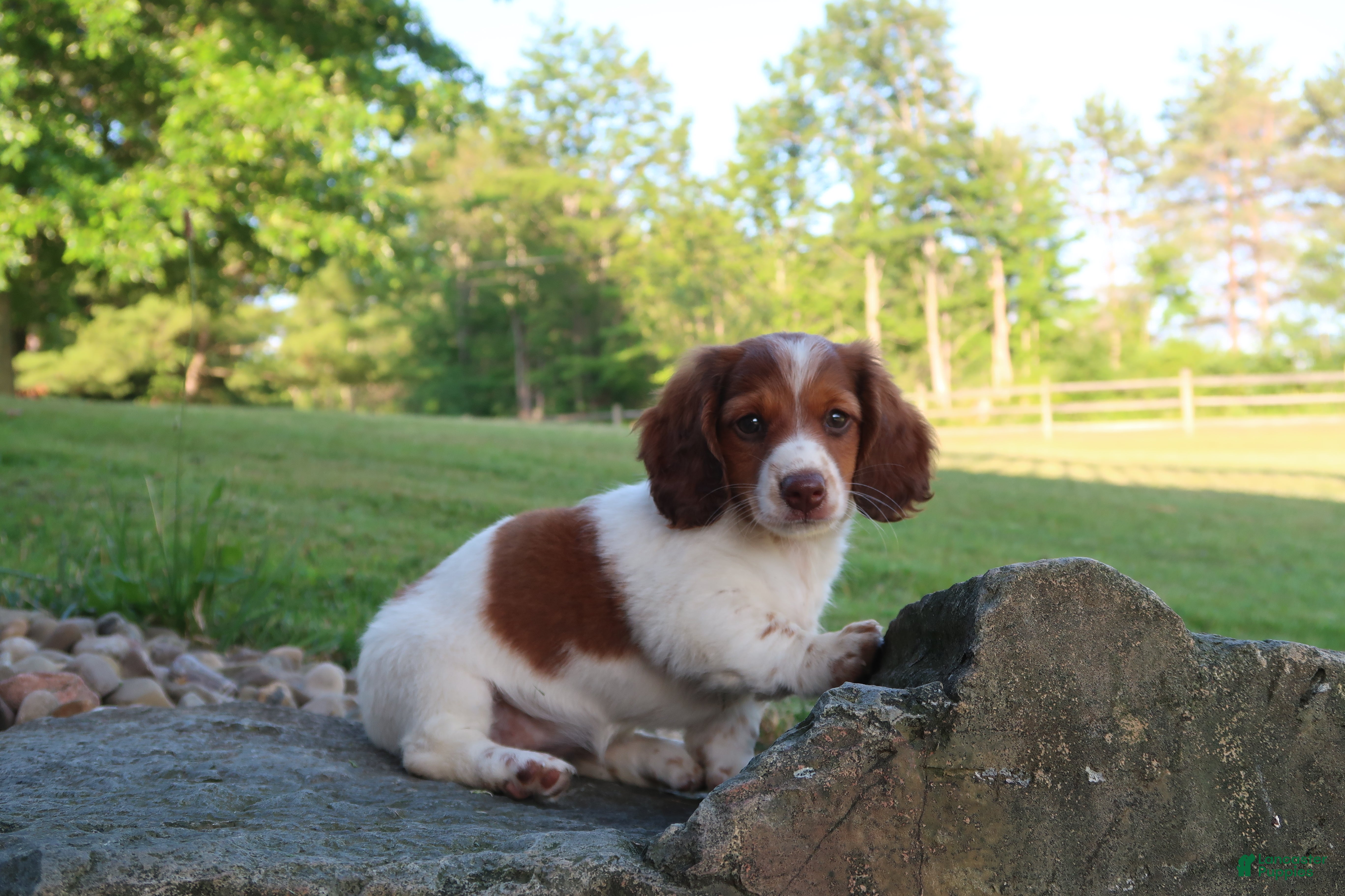 Miniature Dachshund dogs Amy - Ad 1