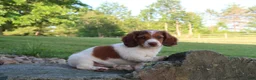 Miniature Dachshund dogs for sale: Amy - Ad 1