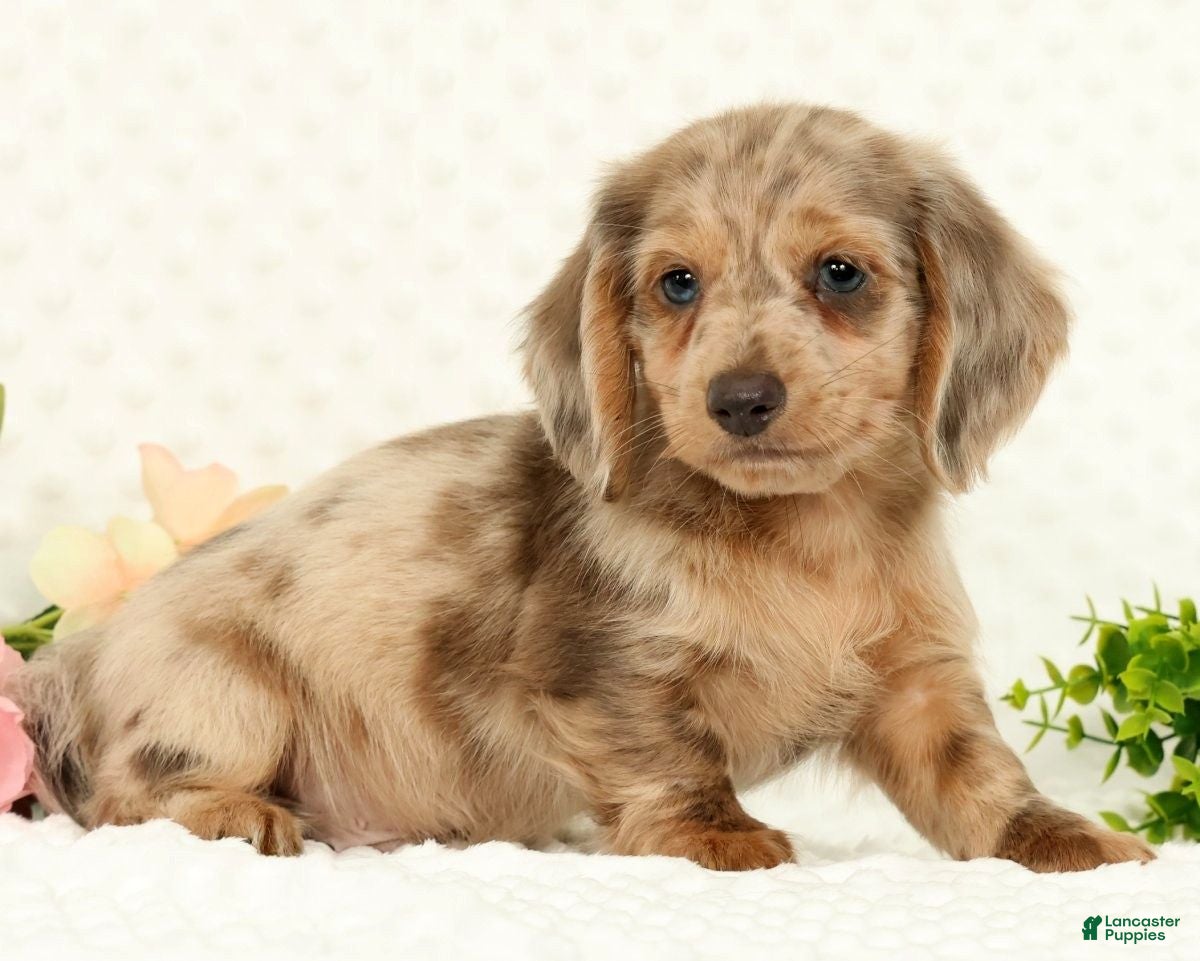 Miniature Dachshund dogs for sale: Silas - Ad 3