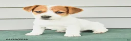 Jack Russell Terrier dogs for sale: Flo  - Ad 3