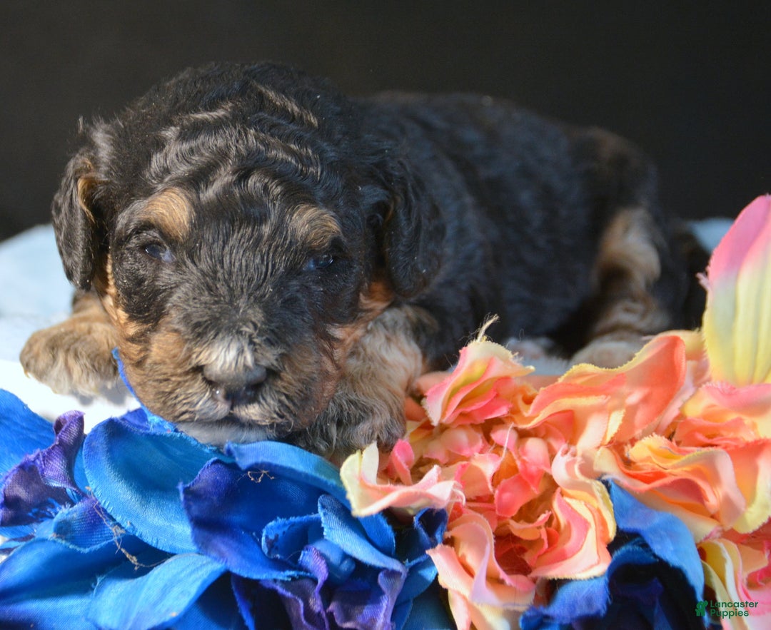 Mini Bernedoodle dogs for sale: Micro Bernedoodle Puppy 3 Bernie - Ad 4