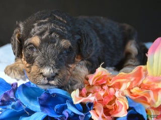 Mini Bernedoodle dogs Micro Bernedoodle Puppy 3 Bernie - Ad 23