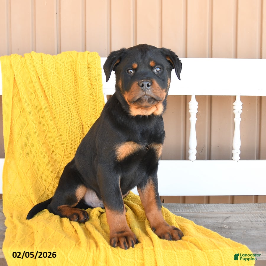 Rottweiler dogs Shadow - Ad 6