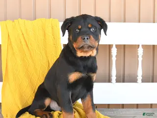 Rottweiler dogs Shadow - Ad 6