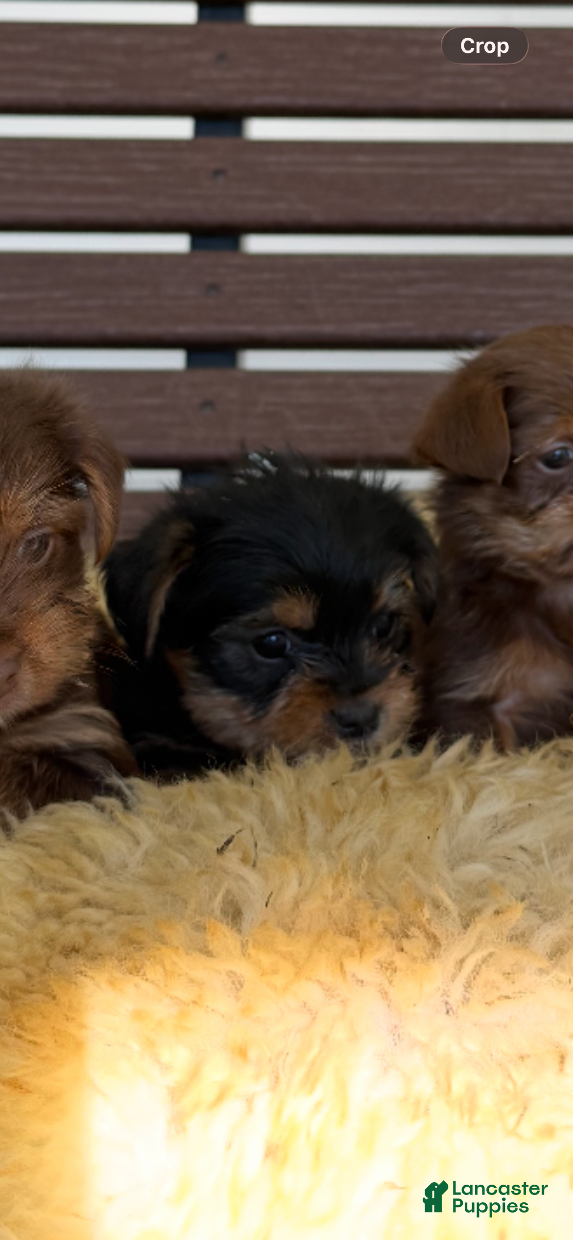 Yorkshire Terrier dogs for sale: Lyla - Ad 1