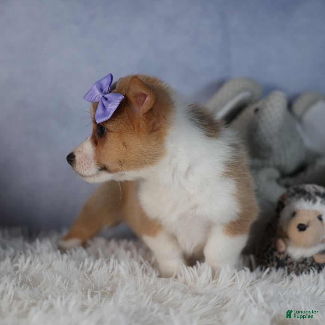 Welsh Corgi Pembroke dogs for sale: Dora - Ad 5