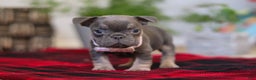 Frenchton dogs for sale: Lilac - Ad 7