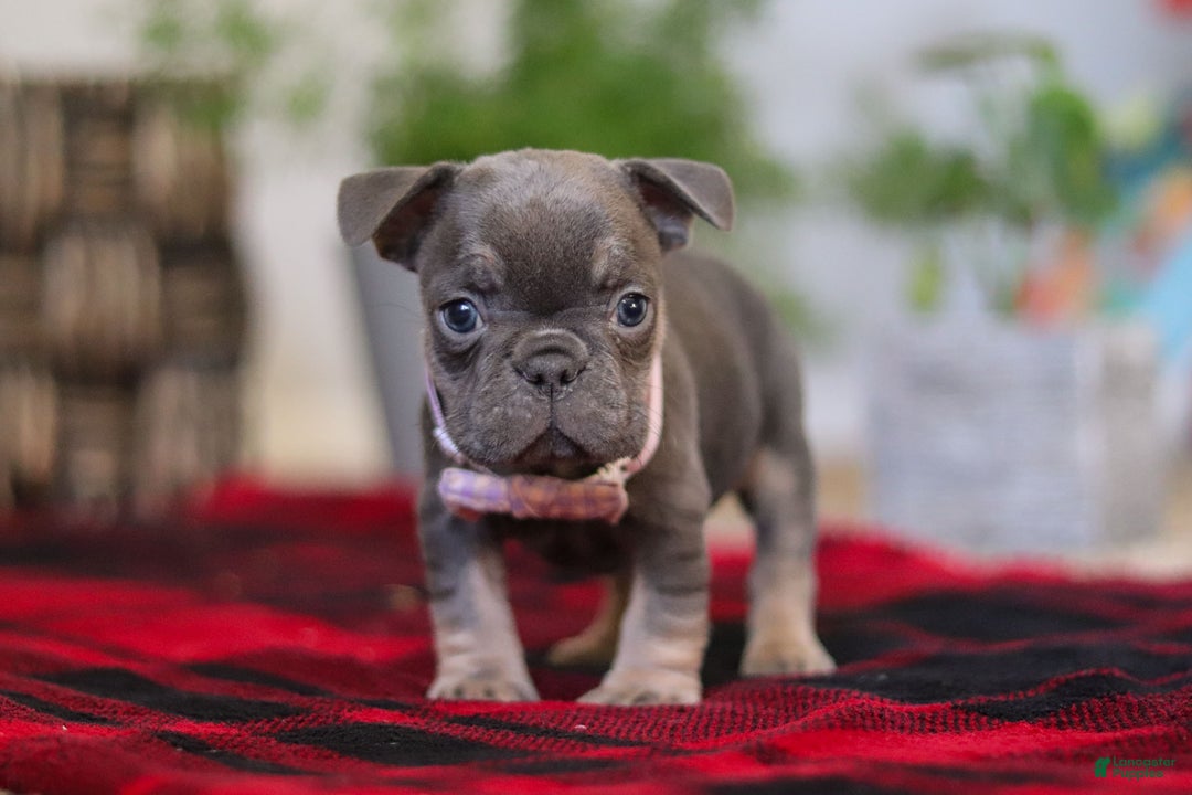 Frenchton dogs for sale: Lilac - Ad 7