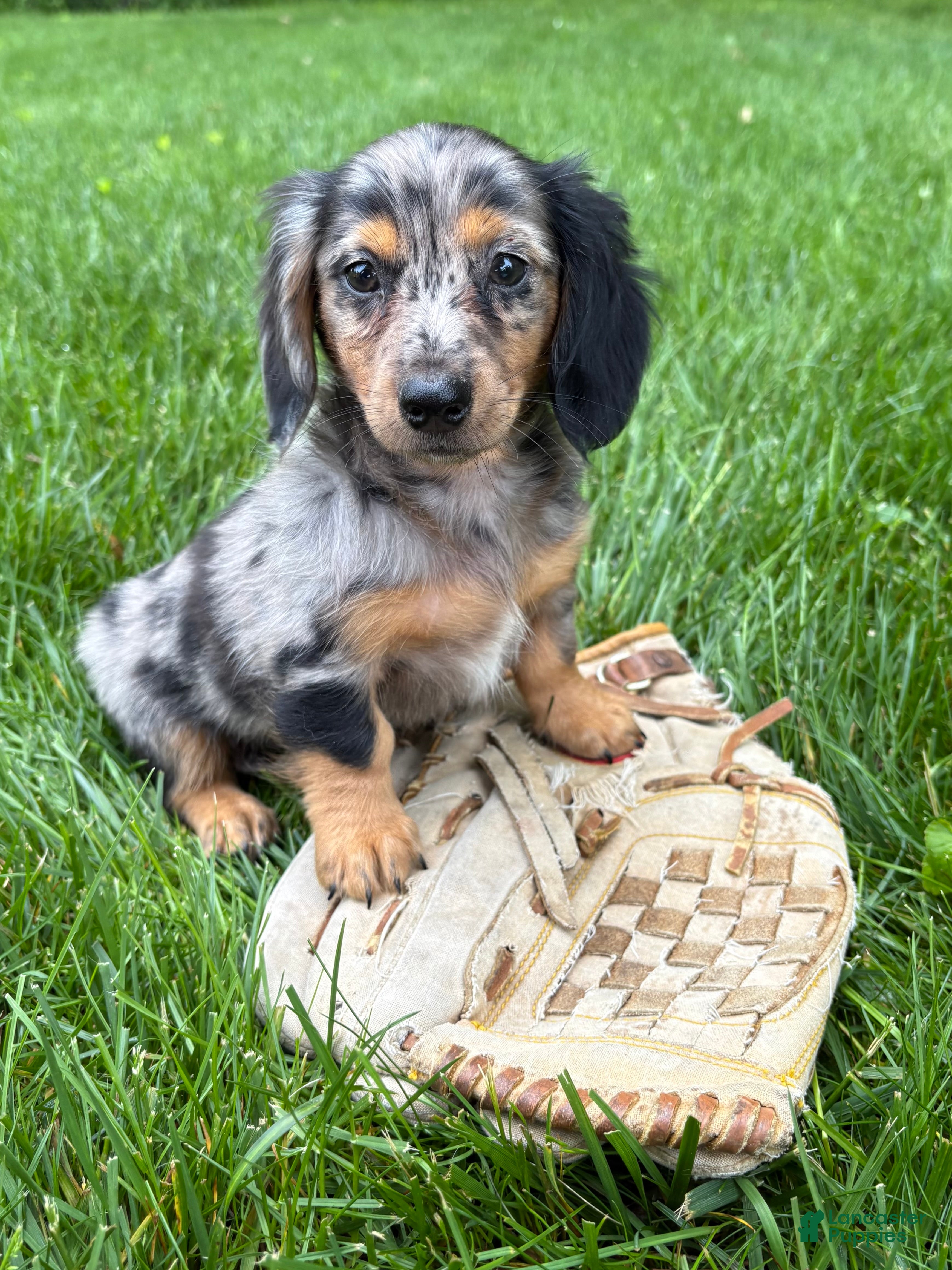 Dachshund dogs Enzo - Ad 1