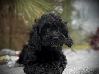 Cockapoo dogs Pumpkin - Ad 7