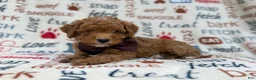 Cavapoo dogs for sale: Adam - Ad 2