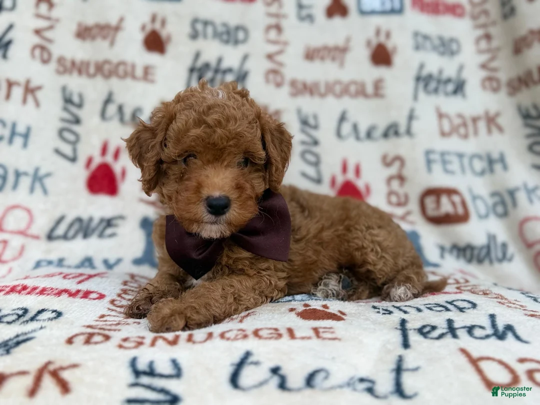 Cavapoo dogs for sale: Adam - Ad 2