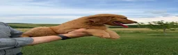 Golden Retriever dogs for sale: Sunshine  - Ad 7