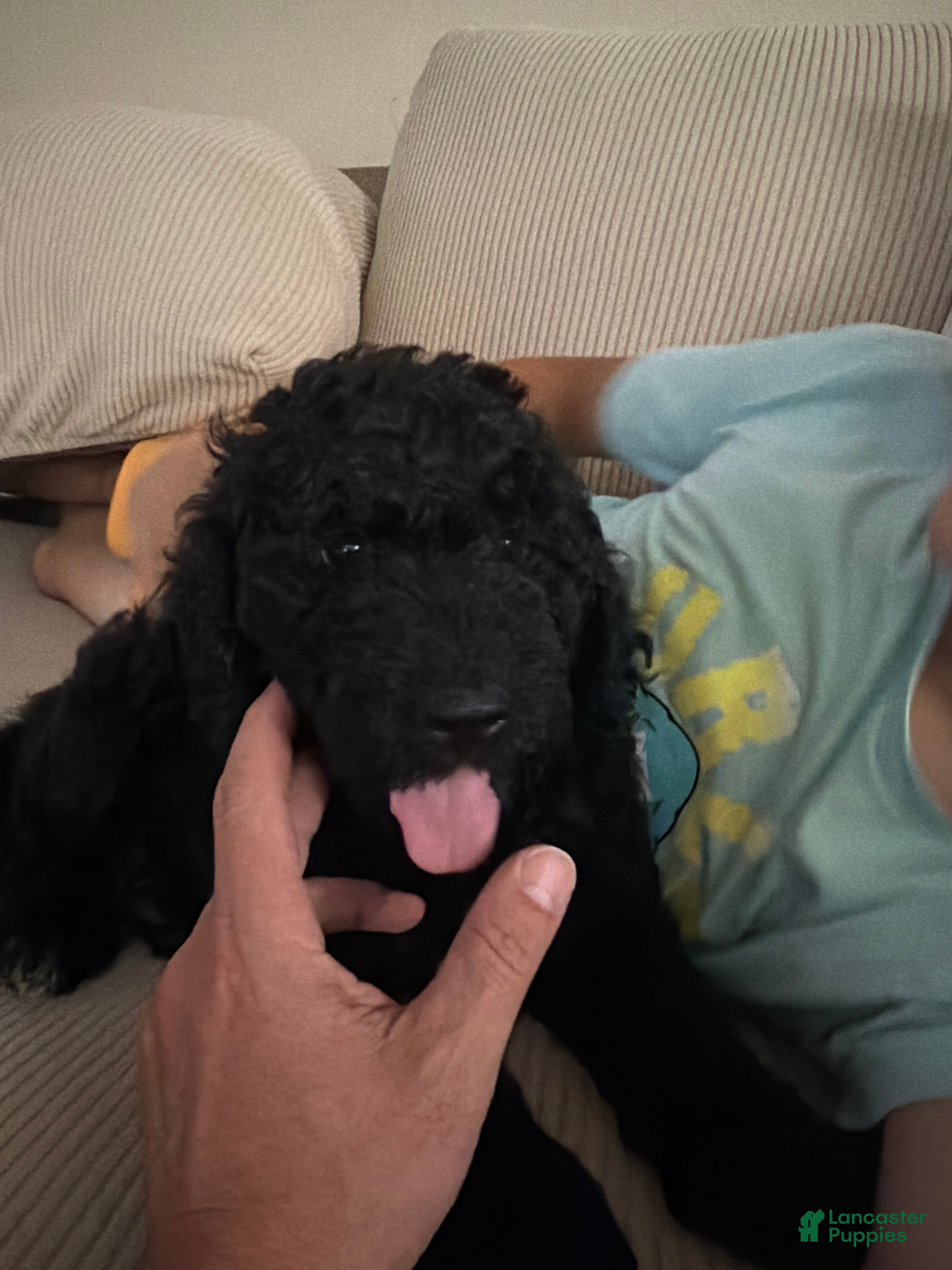 Mixed Breed dogs Pinky - Ad 2