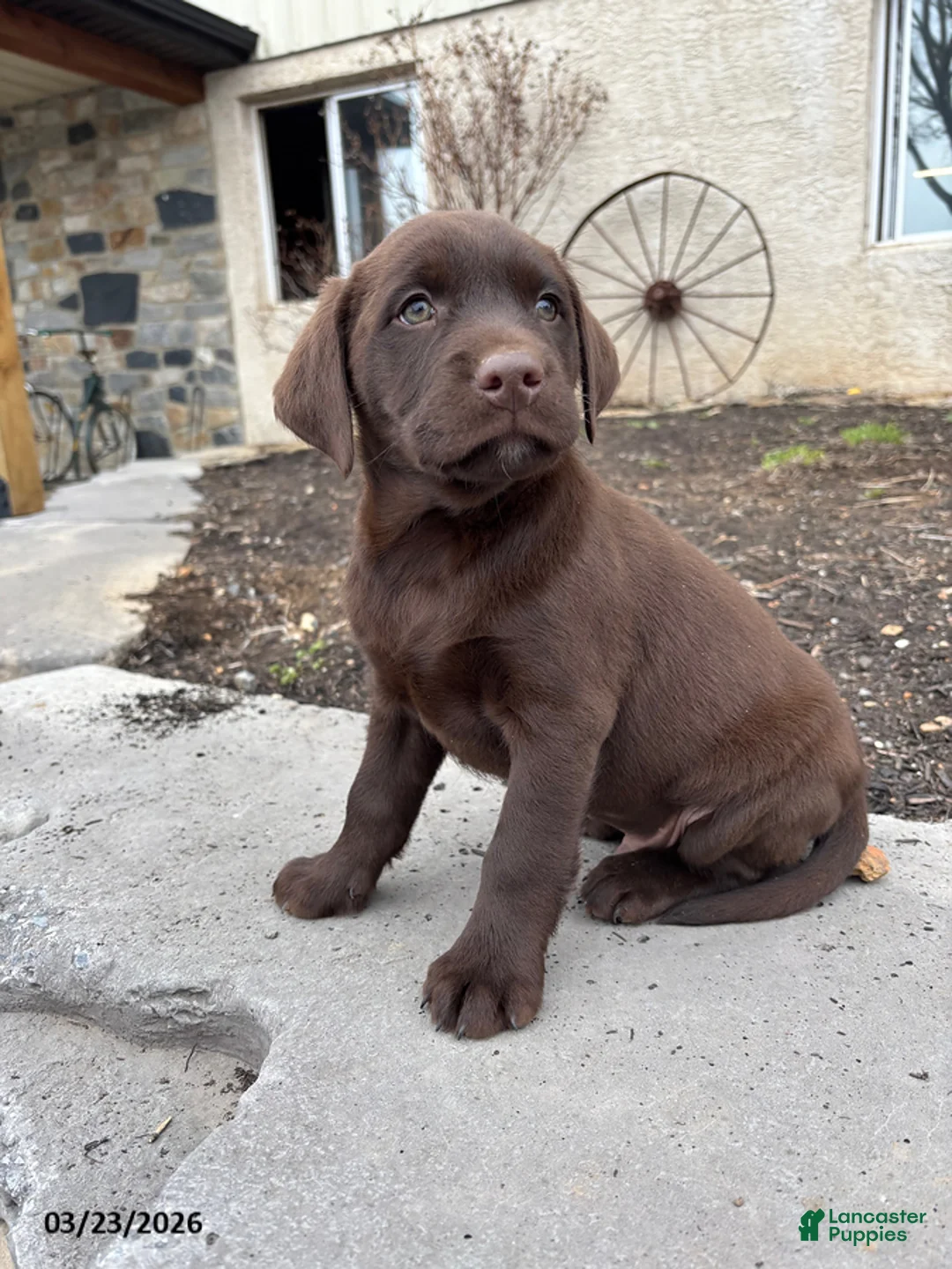 Labrador Retriever dogs for sale: Grayson - Ad 7