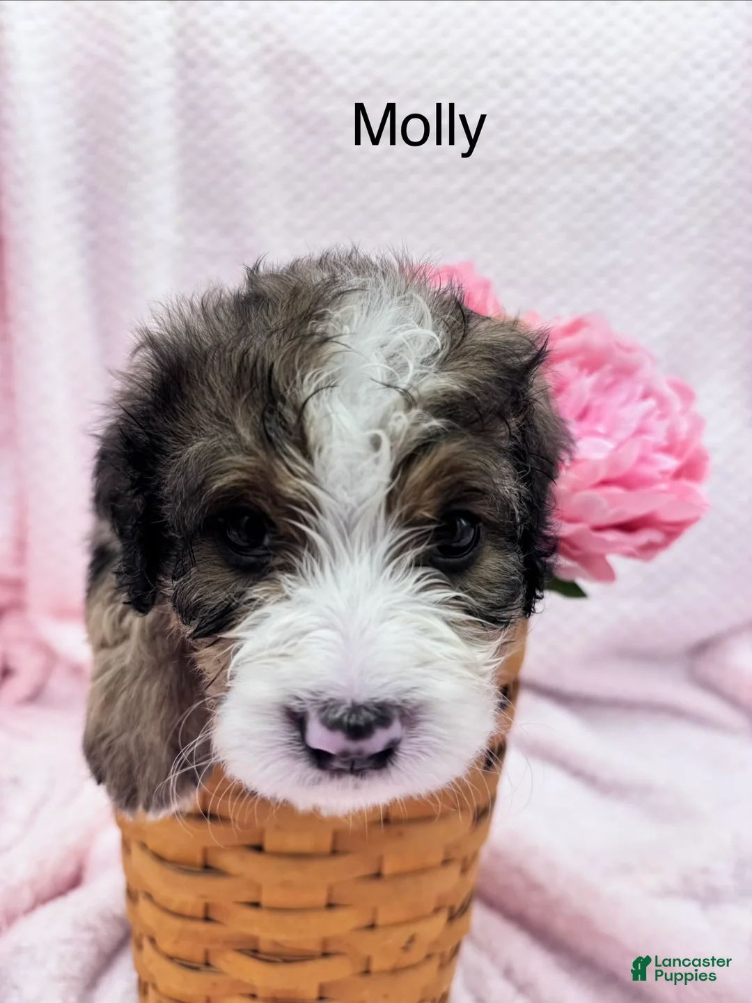 Bernedoodle dogs for sale: Bernedoodle Puppy 12 - Ad 1