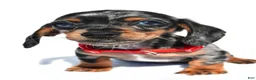 Miniature Dachshund dogs for sale: Prince - Ad 3