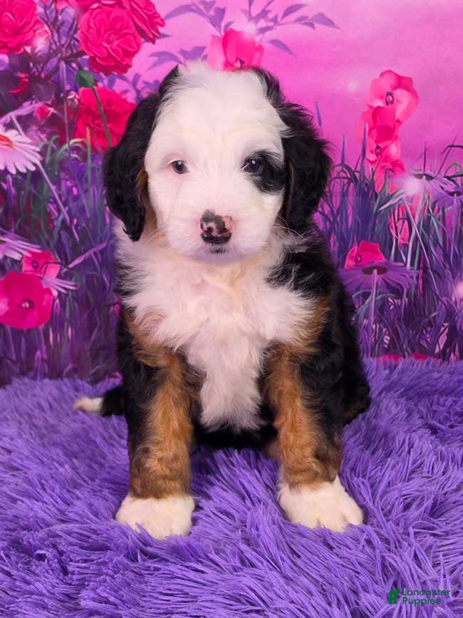 Mini Bernedoodle dogs Ziggy - Ad 1