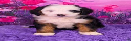 Mini Bernedoodle dogs for sale: Ziggy - Ad 1