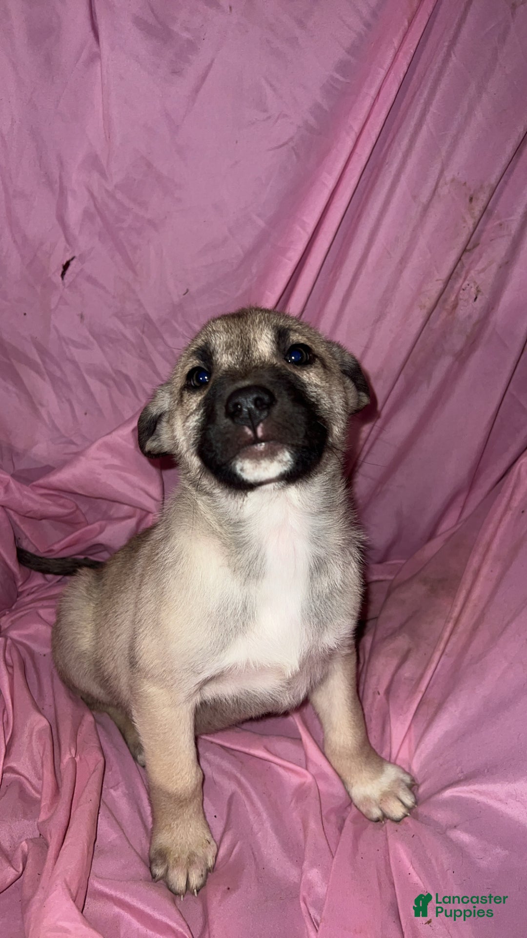 Mixed Breed dogs for sale: Boy 3 - Ad 2