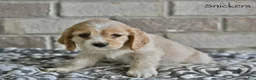 Cocker Spaniel dogs for sale: Snickers  - Ad 1