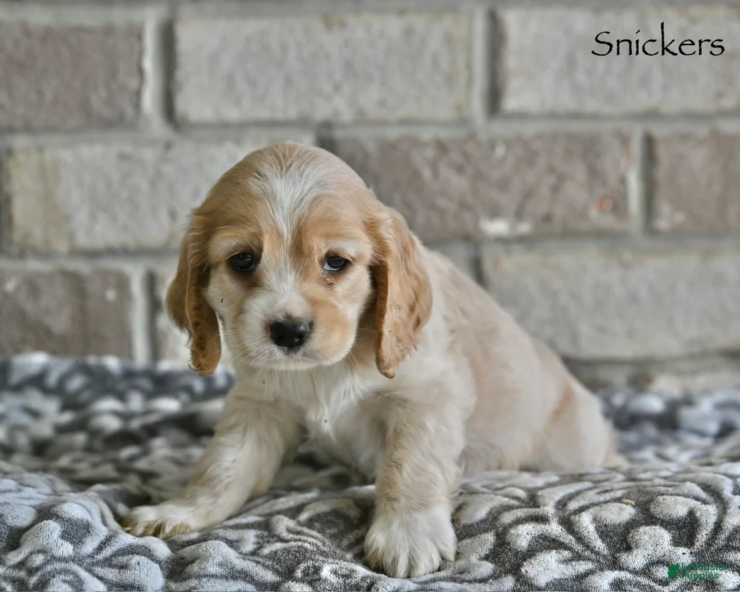 Cocker Spaniel dogs for sale: Snickers  - Ad 1