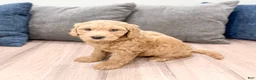 Mini Goldendoodle dogs for sale: Heidi - Ad 9