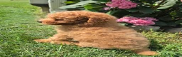 Miniature Poodle dogs for sale: Zera - Ad 6