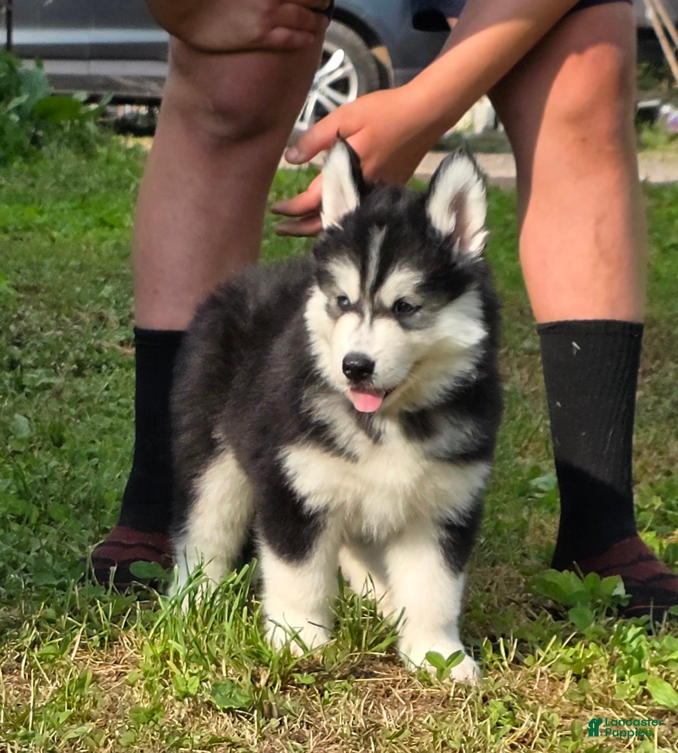 Siberian Husky dogs Mario - Ad 1
