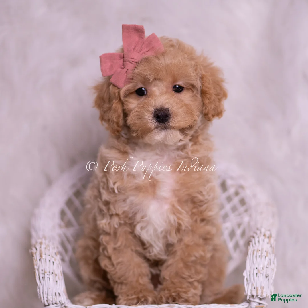 Toy Poodle dogs for sale: Vanna  - Ad 2