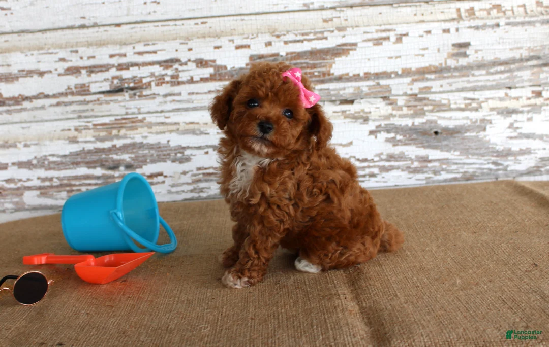 Toy Poodle dogs for sale: Tansy - Ad 4