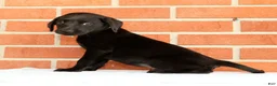 Labrador Retriever dogs for sale: Bailey - Ad 9