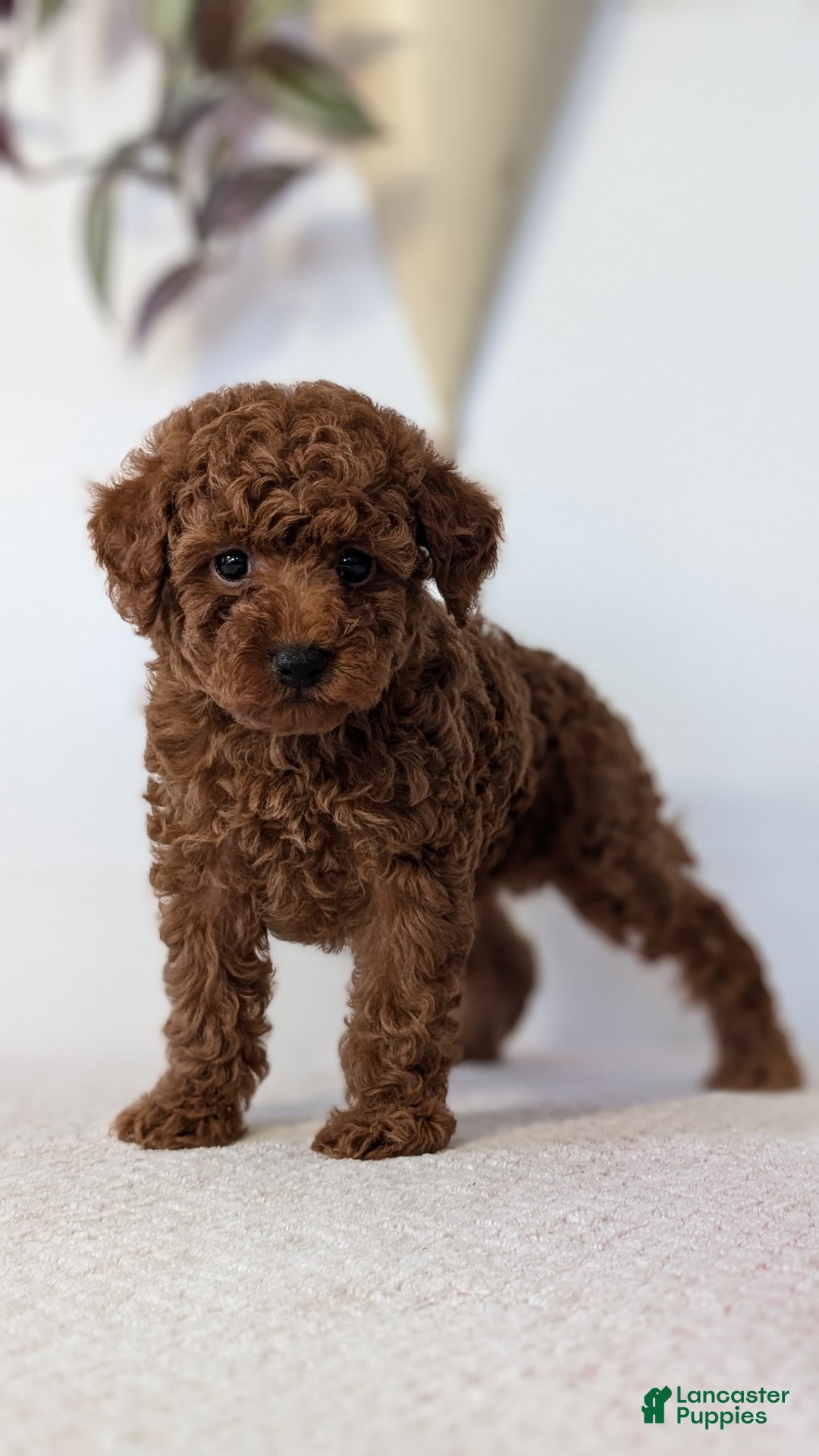Toy Poodle dogs for sale: Cash - Ad 10