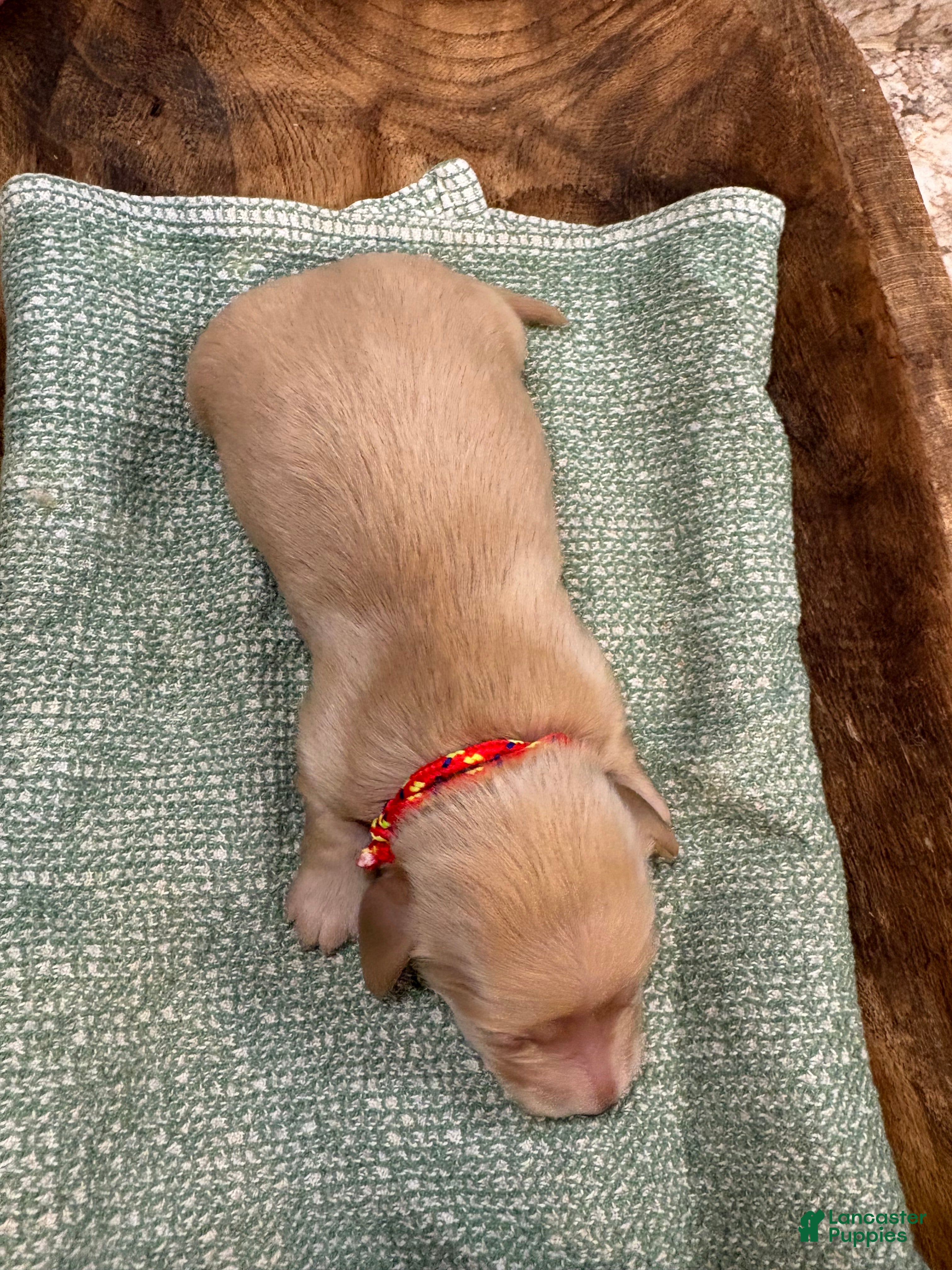 Miniature Dachshund dogs Hank - Ad 2