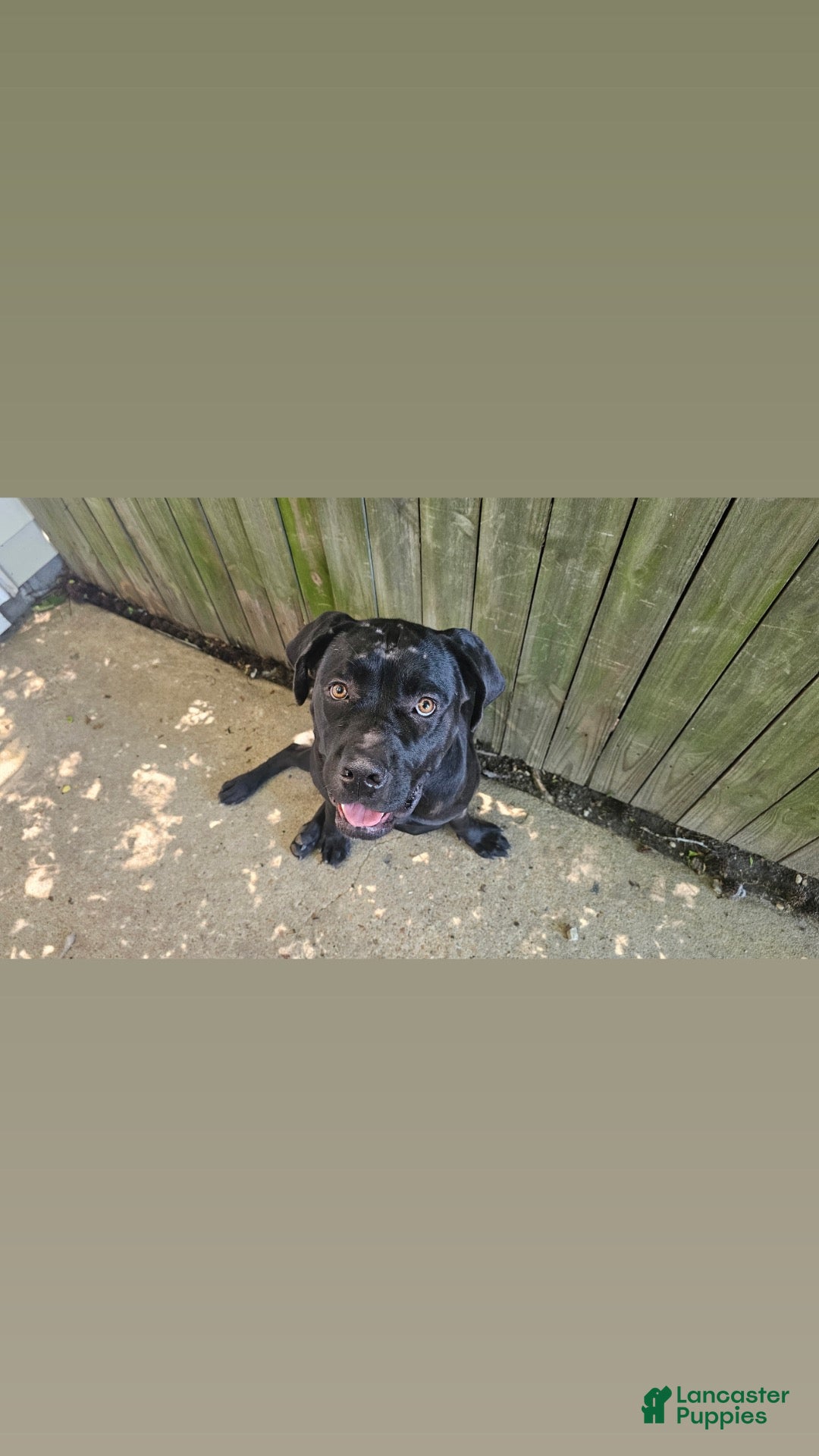 Cane Corso dogs Delilah - Ad 17