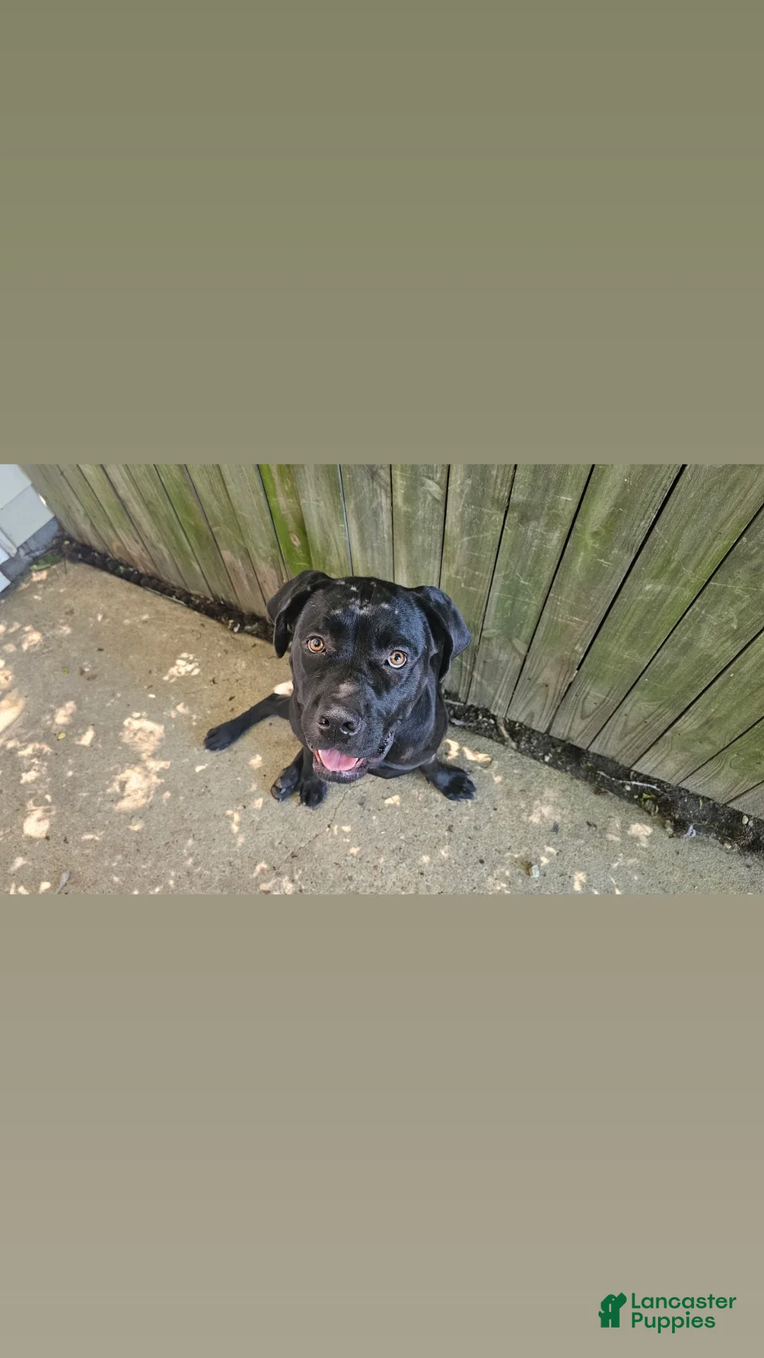 Cane Corso dogs for sale: Delilah - Ad 1