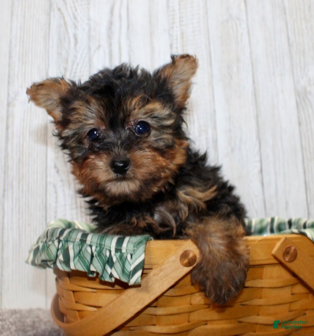 Yorkiepoo dogs for sale: Toby - Ad 5