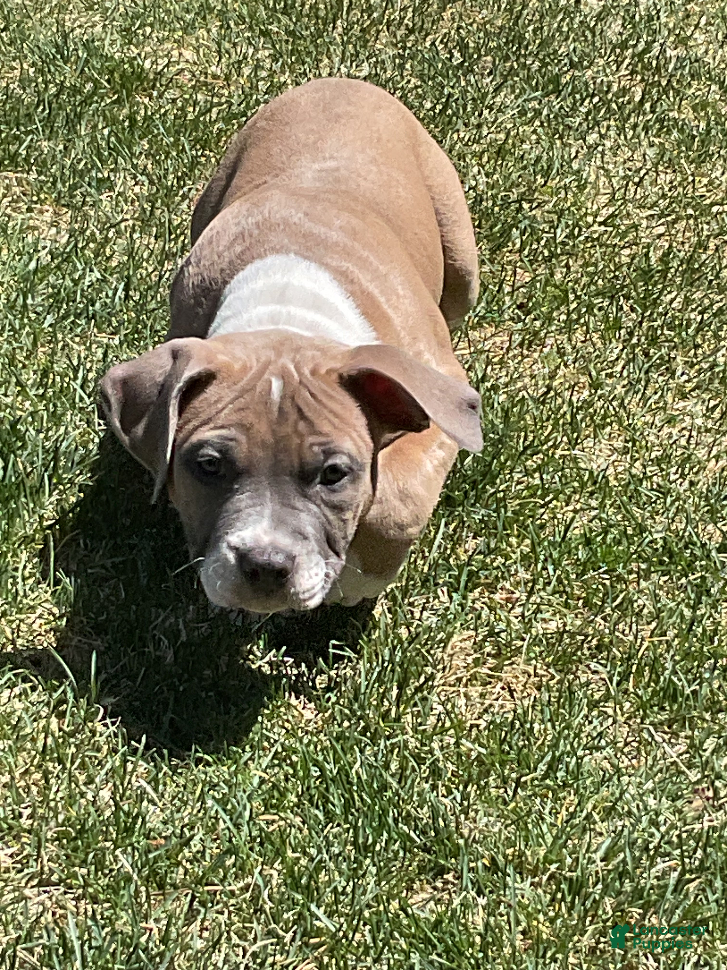Mixed Breed dogs Staffshire terrier,American bully #7 - Ad 15